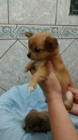 Lindo casal chihuahua pêlo longo!