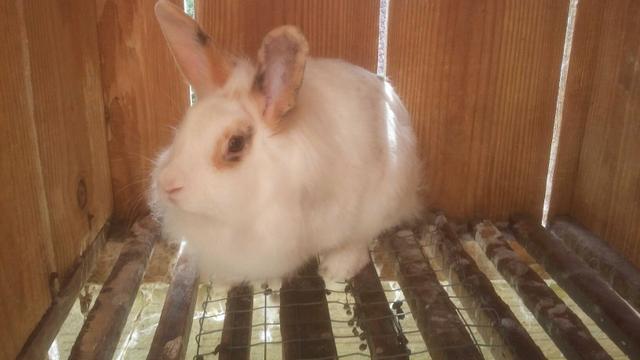 Mini coelhas adultas