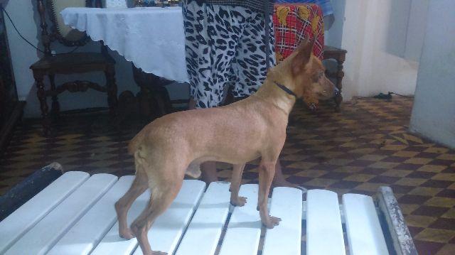 Pinscher