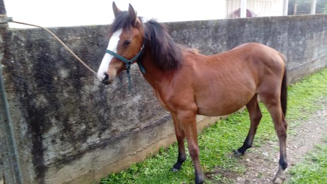 Égua Petiça Potro