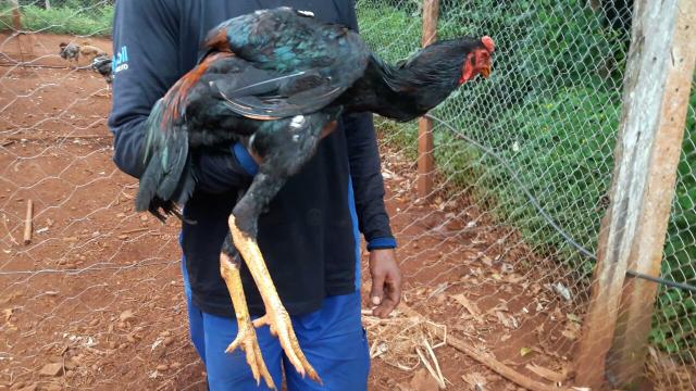 Índio gigante do recanto