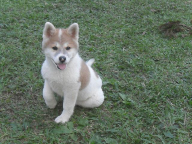 Akita inu linda fêmea vacinada fotos recentes dela