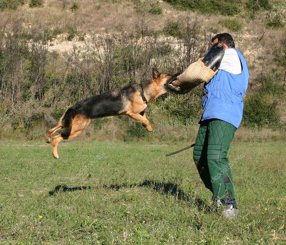 Aprenda Adestramento de Cães