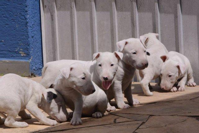 Bull Terrier - Um amigo forte, brincalhão e protetor