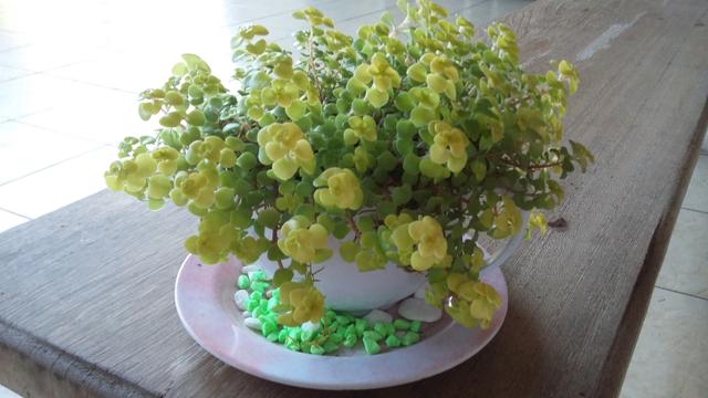 Caneca grande com planta