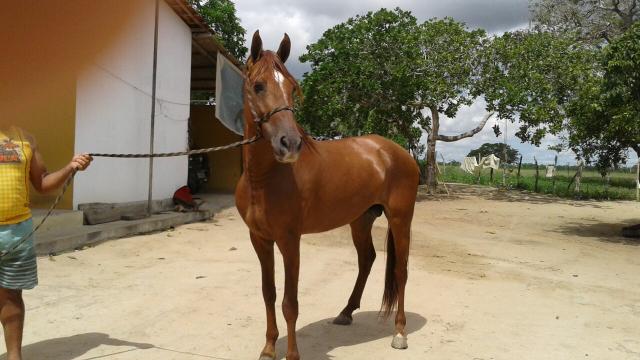 Cavalo Mangalarga