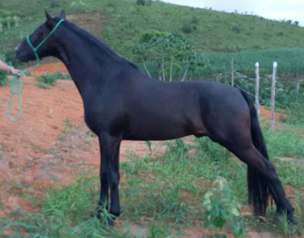 Cavalo Mangalarga Marchador preto