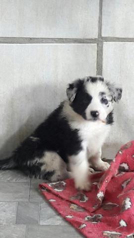 Fêmea border collie