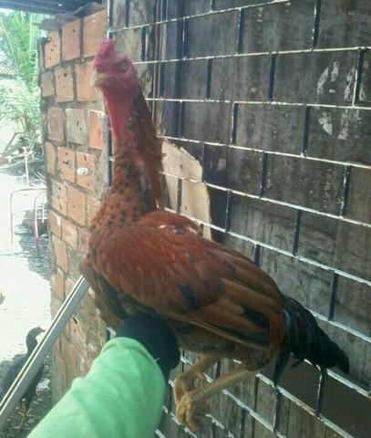 Frango de raça muito bom pra vende logo