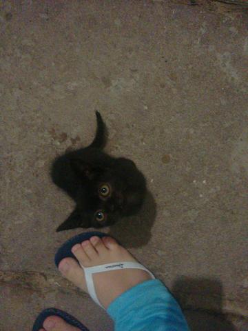 Gato Preto