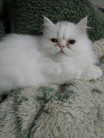 Gato persa