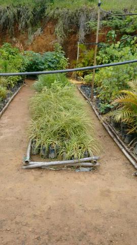 Mudas de pata de elefante, palmito palmeira real e açaí,