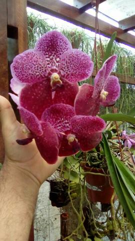 Orquídea Vanda pinsai adulta