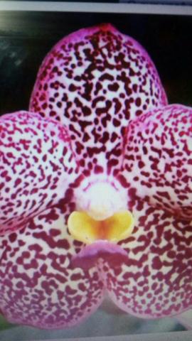 Orquídea Vanda pintada adulta