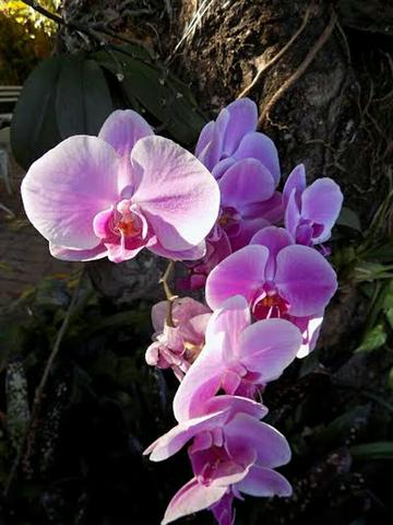 Orquideas manual completo de como cuidar e cultivar