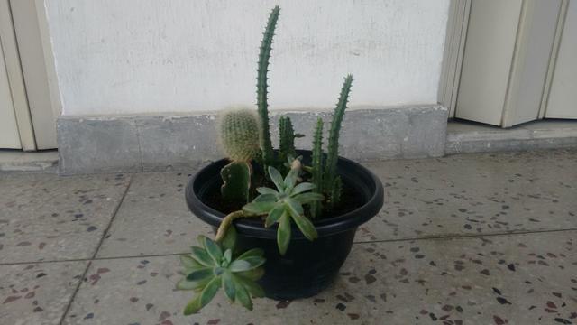 Plantas Cactos