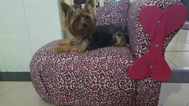 Sofa para cachorro