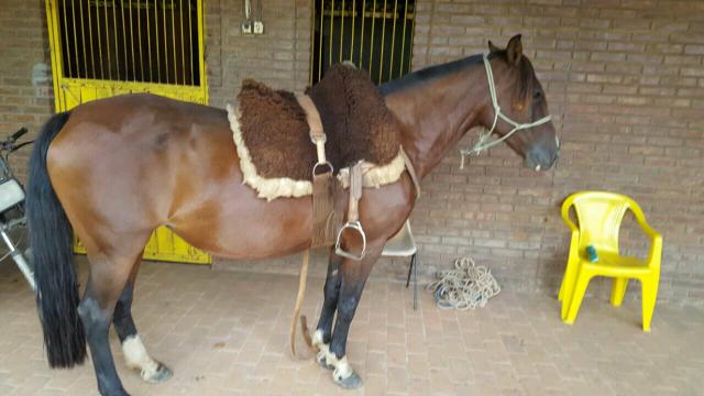Égua top no laço para qualquer pessoa