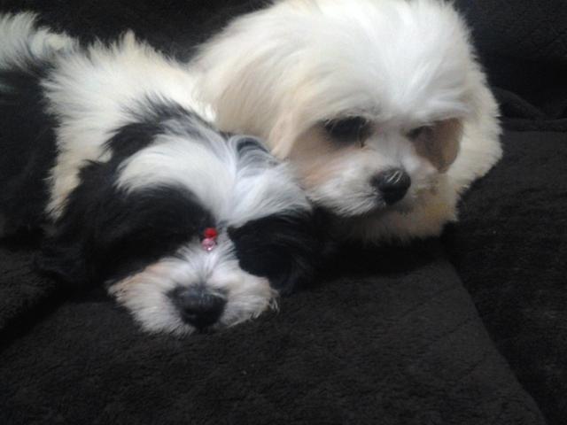 Antecipe o presente do dia das Mães, lindas fêmeas de