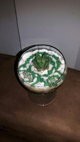 Arranjos de suculentas naturais