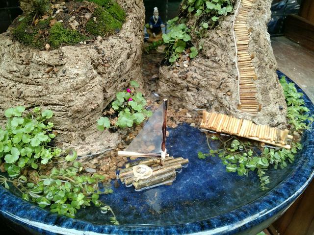 Bonsai penjing, Pithecolobium tortum 6 anos