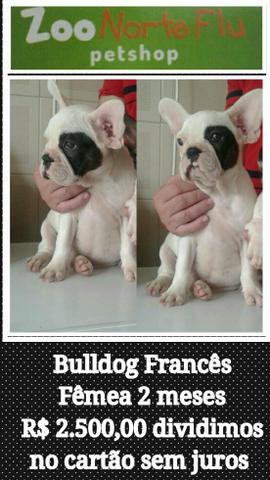 Bulldog Francês Fêmea