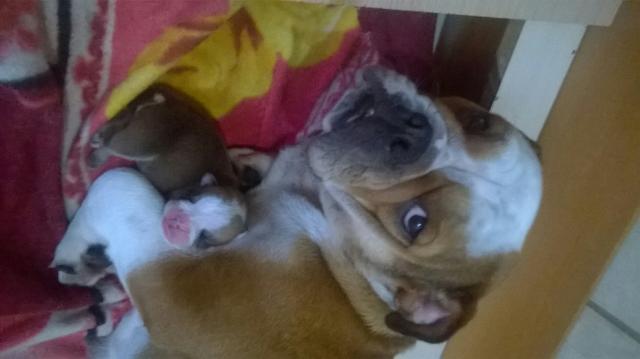 Bulldog ingles em ate 10x. Desconto a vista