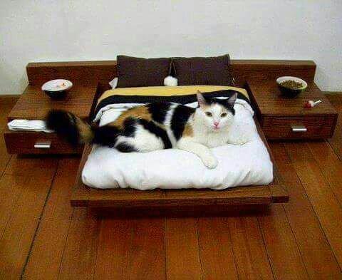 Cama para gato e cachorro