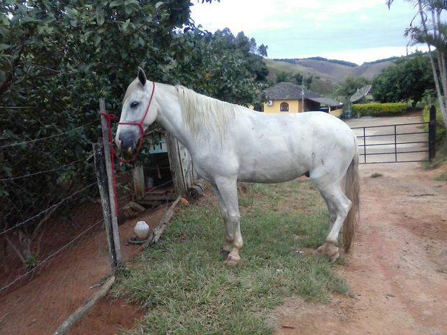 Cavalo pra toda a familia