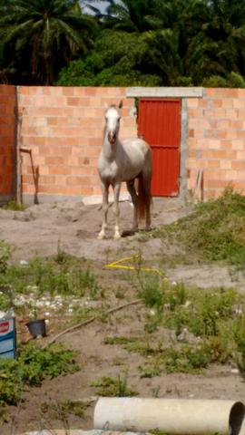 Cavalo russo pedrês R$: