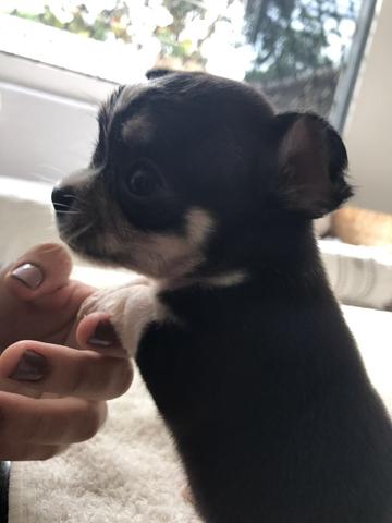 Chihuahua fêmea em promoção