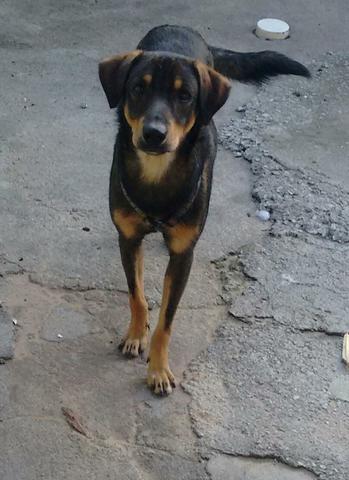 Doa-se cão muito docil