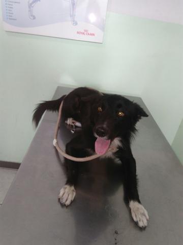 Doação Border Collie