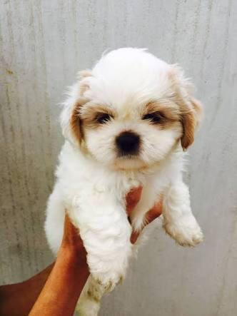 Doação de ilhasa puro