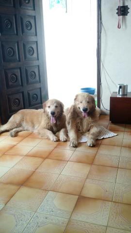 Doação urgente Golden Retriever