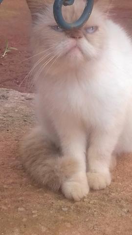 Gato persa exotico