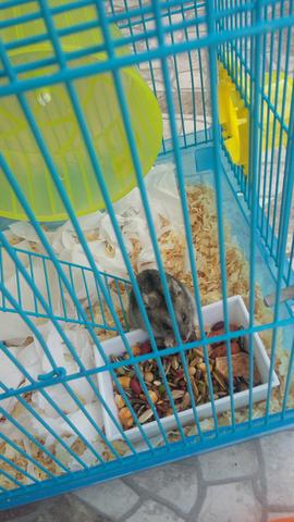 Hamster chinês com gaiola