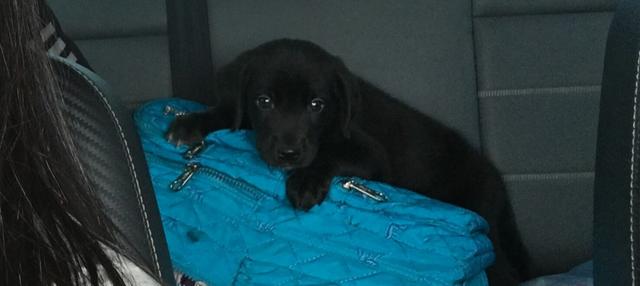 Labrador Preto