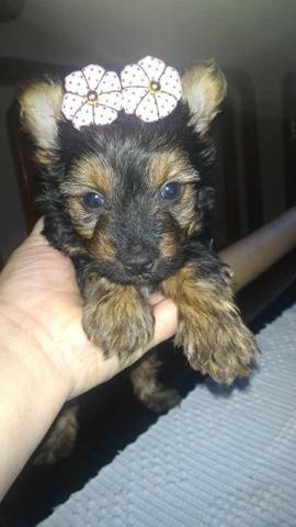 Lindas York fêmeas 500