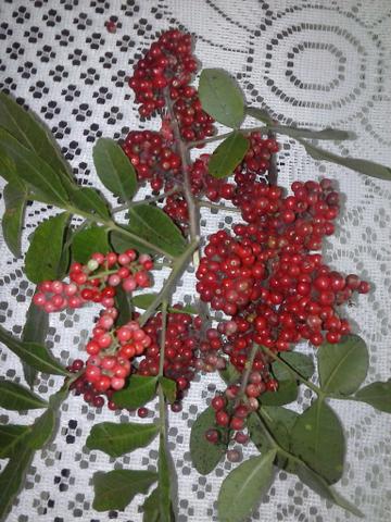 Muda de Aroeira Vermelha