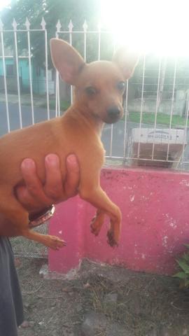 Pinscher 6 meses