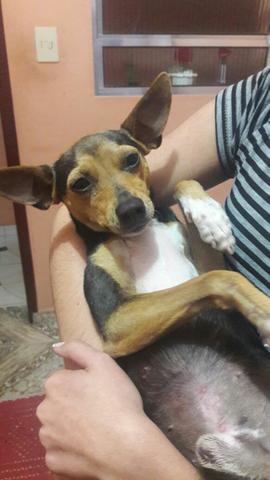Pinscher Estou doando esse cachorinho