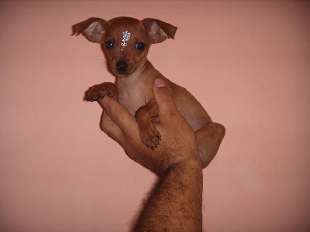 Pinscher -fêmea.micro.sadiaa