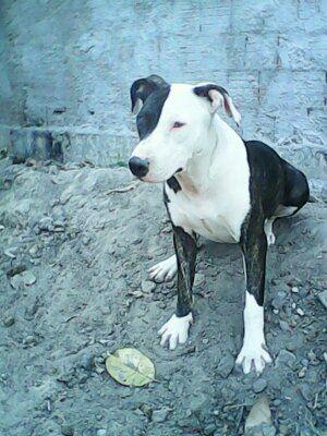 Pitbull