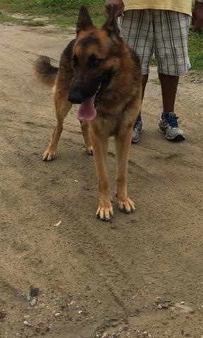 Procurando uma fêmea de pastor alemão