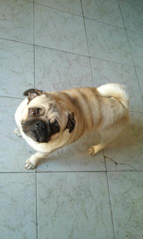 Pug Fêmea