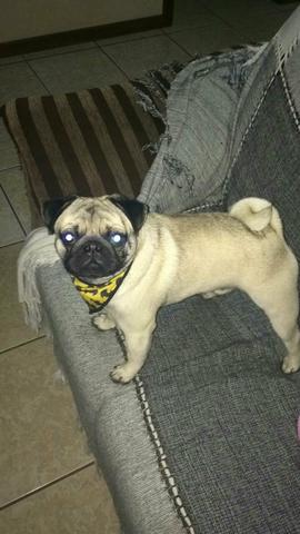 Pug macho