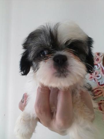 Shih tzu fêmea micro
