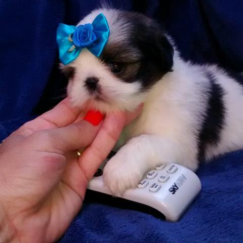 Shih tzu micro macho