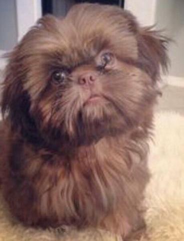 Shitzu macho chocolate!!